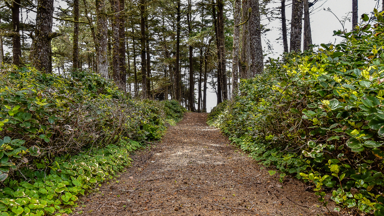 1125 Maltby Rd, Tofino, BC, V0R2Z0 Scene 4