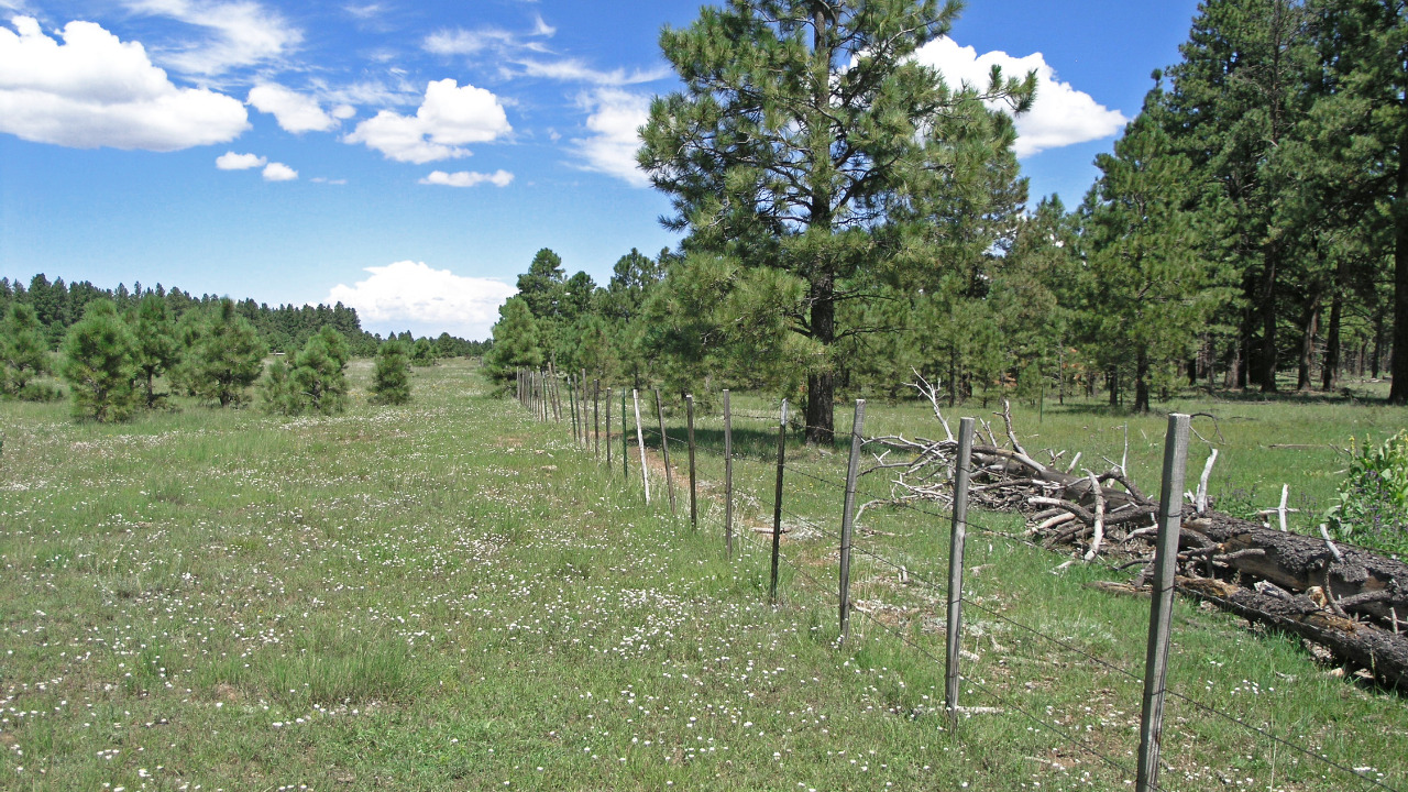 Fence Line 2