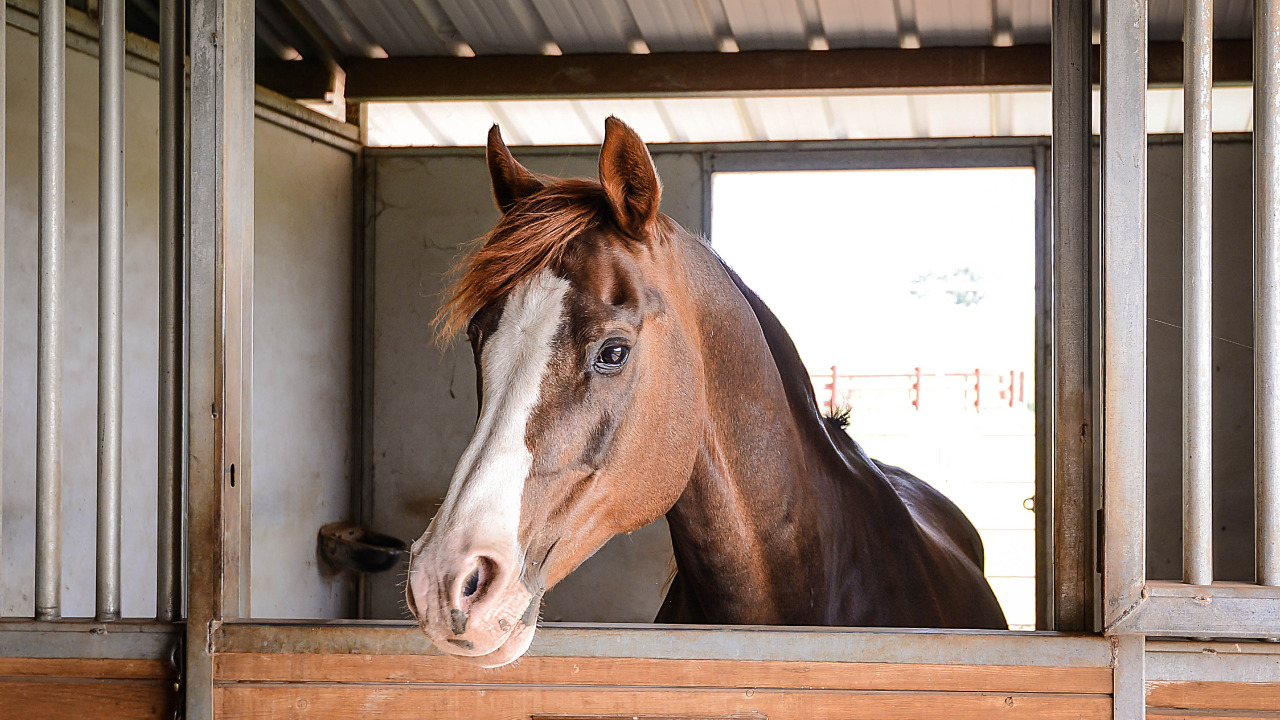 2210 Equestrian Way, Pilot Hill, CA, 95664 Scene 3