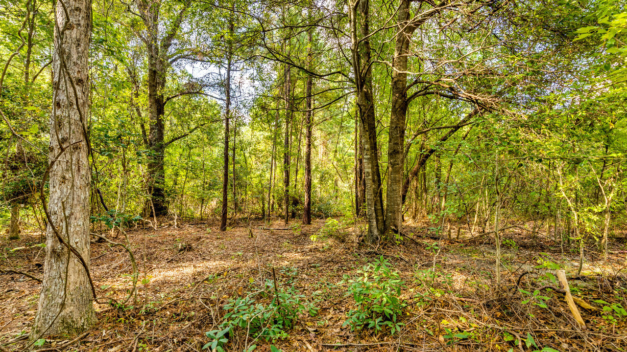 Myrtle Grove Plantation Lot 12